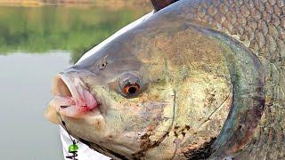 Unbelievable Fishing | Feeder Hook Fishing | Big Catla & Rohu Fish Catching Video