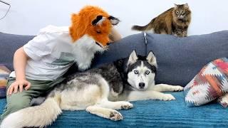 I Become a Fox When My Huskies CAN'T See! Funny Dogs and Cats Reaction