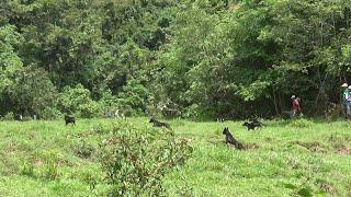 Buru Babi Di Kolok - Talawi Sawah Lunto