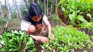 Husband & wife planting large mustard in field II Mr nati & Manjita@AloneAdhirajnepal