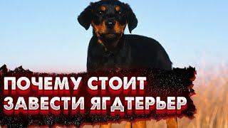 ПОЧЕМУ СТОИТ ЗАВЕСТИ ЯГДТЕРЬЕРА//Все плюсы этой породы