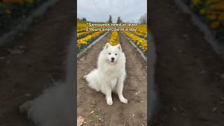 What Does a Samoyed Really Do All Day? The Answer Might Surprise You!  #dogmoms #samoyeddog