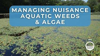 Pond Algae and Weed Management Control for Lakes & Ponds