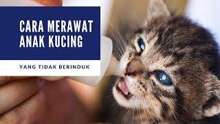 Cara Merawat Anak Kucing yang Tidak Punya Induk