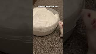 Rats React To Snow For The First Time