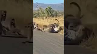 Baboon Monkey ￼Attacked Cheetah