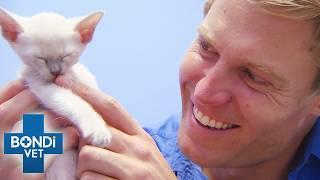 Too Young to Die: Saving Critical Baby Animals!  | Best of Bondi Vet