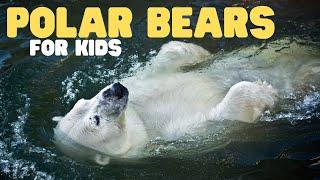 Polar Bears for Kids | Learn all about these apex predators