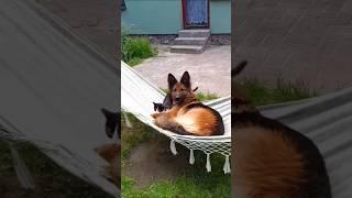 DOGS AND CATS FUNNY CUTE VIDEOS  489