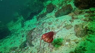 Helmet jellyfish  - Periphylla periphylla - Kronemanet, Norwegian fjord