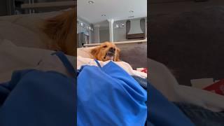 My dog ruined my clothes!