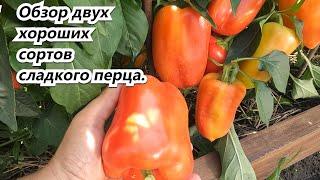 Review of two good varieties of sweet peppers with full fruit load.