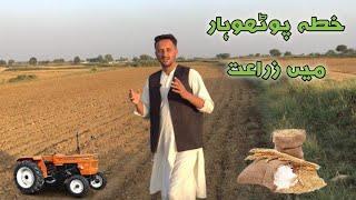 Why Agriculture Destroyed in Potohar Region And All Pakistan || زراعت