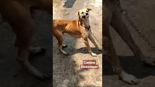 Canine Distemper |Symptoms | Signs Symptoms  | #shorts | #dogs #drrahulvetsandpets case -2