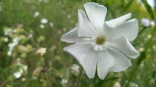 Изжогу, бессоницу, гастрит лечит смолевка белая. Silene latifolia.