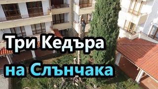 Три Кедъра на Слънчака - T540i XP  MS194T MS261 550XP MARK 2 DCS-2500T #stihl       #husqvarna