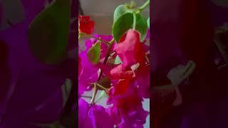 nice  #hindisong #song