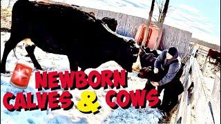 Caring for Newborn Calves & Cows  