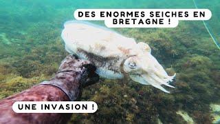 Je vous emmène pêcher le calamar breton ! Chasse sous marine Bretagne sud