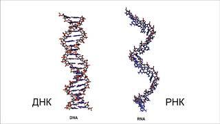 Происхождение жизни, ДНК-РНК мир. Рассказывает биолог Михаил Александрович Никитин.