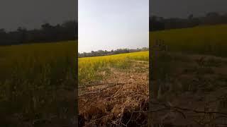 Kuran !Majid# Ki* Tilawat .HD video* status(480p)=555TV