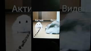 Миша привет Миша Миша ааааааааа #tiktok #мем #подпишись #хомяк #миша #capcut  #shorts