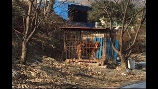 Wally the Tibetan Mastiffs rescue story