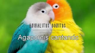 AGAPORNIS (Cantando )ESTIMULA el CANTO 