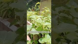 Oregano plants or Origanum vulgare or wild marjoram@ plantahanan