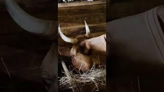 [PointFOOTAGE] Animals - Cattle cow eat stable feeder farm - CU - 4911360, 4928665 - Vertical SloMo