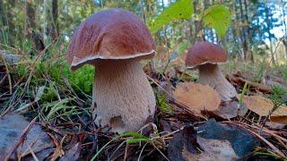 ️ ГДЕ СОБИРАТЬ БОРОВИКИ в холода? Грибы после МОРОЗА! MUSHROOMS 2024!