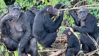 Chimpanzee Sanctuary, Ngamba Island, Uganda