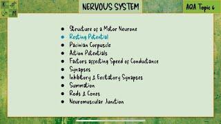 NERVOUS SYSTEM 02  Resting Potential