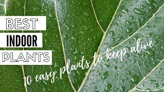 The Easiest Indoor Plants To Grow - Minimalism Series