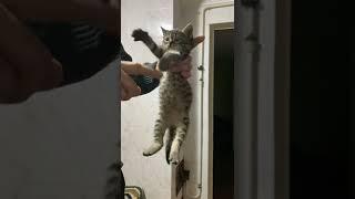 Наша казявка  | Наш маленький котенок Лиза #котенок #кот #котэ #малышка #деревня #cat #kitty