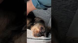 Rescue Dog’s Journey: Smilo’s Life After Adoption: Relaxing In The Sun