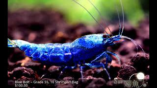 Best Aquarium Shrimp Breeder In The World? SkyFish - Shrimp Keeping