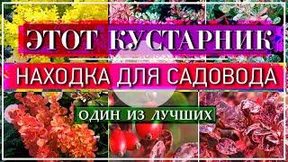 Этот ЯРКИЙ Кустарник НАХОДКА Для Ленивого Садовода