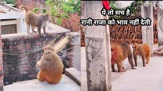 रानी राजा कैसे रहते है।। Cute Monkey Rani Raja video ।।