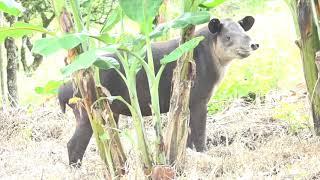 Endangered Baird's Tapir in the Volcano Tenorio -Miravalles Biological Corridor,  Costa Rica.