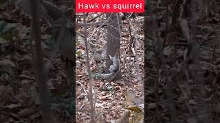 playing,Hawk and Squirrel
