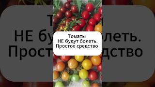 Томаты не будут болеть, если обработать этим средством.  #дача #огород #сад #рецепт