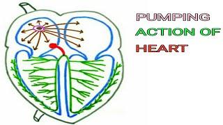 Pumping action of Heart | Pravin Bhosale
