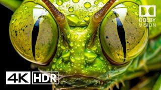 Jaw Dropping HDR 4K 60fps Dolby Vision (4K Video) #4k #hdr