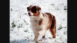 Les loulous dans la neige!!