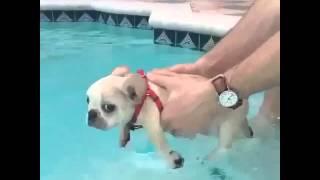 LOOK at the LITTLE DOGGY SWIM!! AWWWWW lmao