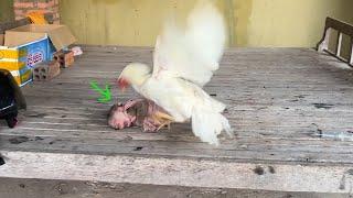 OHHH NOOOO!!!! Minea Got att@ck From N-as-t-y Mommy chicken When She Play Her NEst