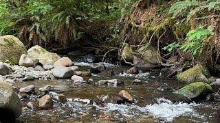 Live Gold Prospecting Cleanup from the day! #shorts #gold #goldprospecting #goldpanning