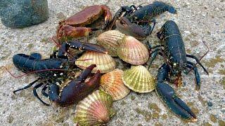 SEAFOOD EVERYWERE - Foraging Lobsters Scallops Big Crab ! Catch & Cook