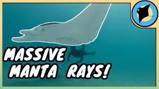 The Rise of the Giant Manta Rays in Florida!